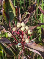 Cornus racemosa