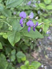 Desmodium canescens