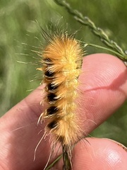 Pygarctia