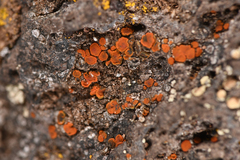 Xanthorioideae