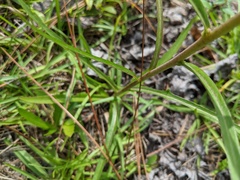 Lactuca graminifolia