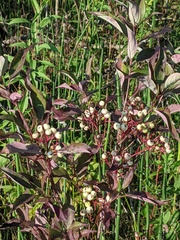 Cornus racemosa