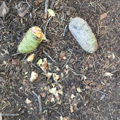Abies concolor