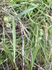 Cenchrus longispinus