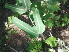 Passiflora mexicana