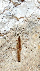 Gonomyia