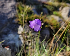 Campanula rotundifolia