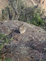 Sylvilagus nuttallii
