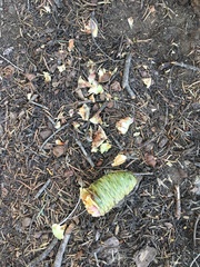 Abies concolor