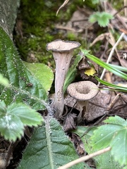 Craterellus
