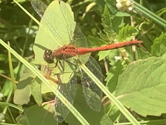Sympetrum rubicundulum