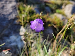Campanula rotundifolia