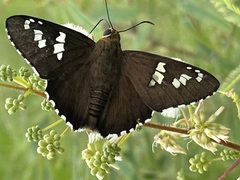 Apyrrothrix araxes