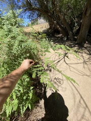 Pteridium aquilinum pubescens