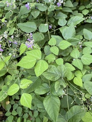 Desmodium canescens