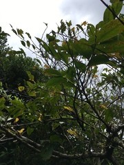 Glochidion rubrum