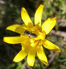 Microseris walteri
