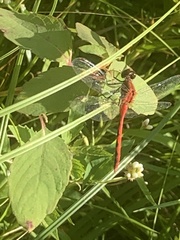 Sympetrum rubicundulum