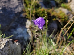 Campanula rotundifolia