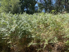 Pteridium aquilinum pubescens