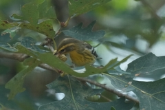 Setophaga fusca