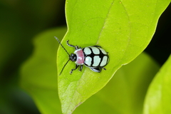 Alagoasa scissa