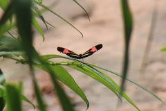 Heliconius erato