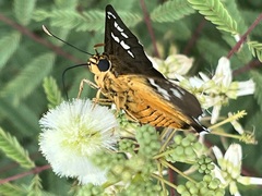 Apyrrothrix araxes