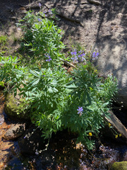 Lupinus latifolius