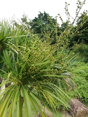 Dracaena cambodiana