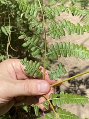 Pteridium aquilinum pubescens