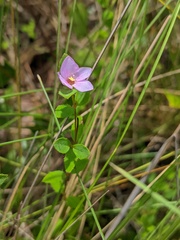 Rhexia petiolata