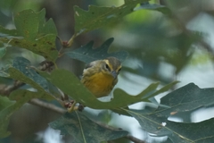 Setophaga fusca