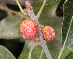 Kokkocynips imbricariae