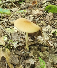 Entoloma strictius