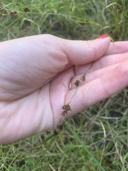 Rhynchospora capitellata