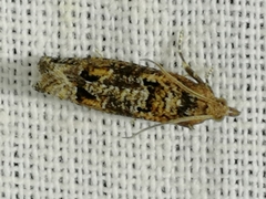 Epinotia maculana