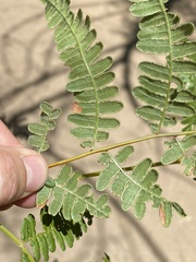 Pteridium aquilinum pubescens