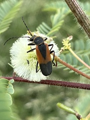 Chauliognathus limbicollis