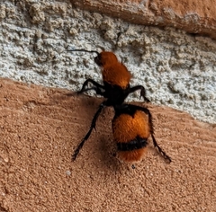 Dasymutilla occidentalis