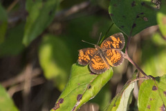 Phyciodes tharos