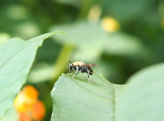 Pterallastes thoracicus