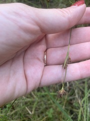 Rhynchospora capitellata