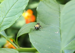 Pterallastes thoracicus