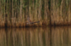 Emberiza schoeniclus