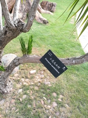 Dracaena cambodiana