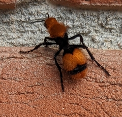 Dasymutilla occidentalis