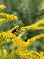 Helophilus fasciatus