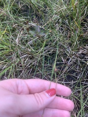 Rhynchospora capitellata