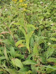 Solidago glomerata